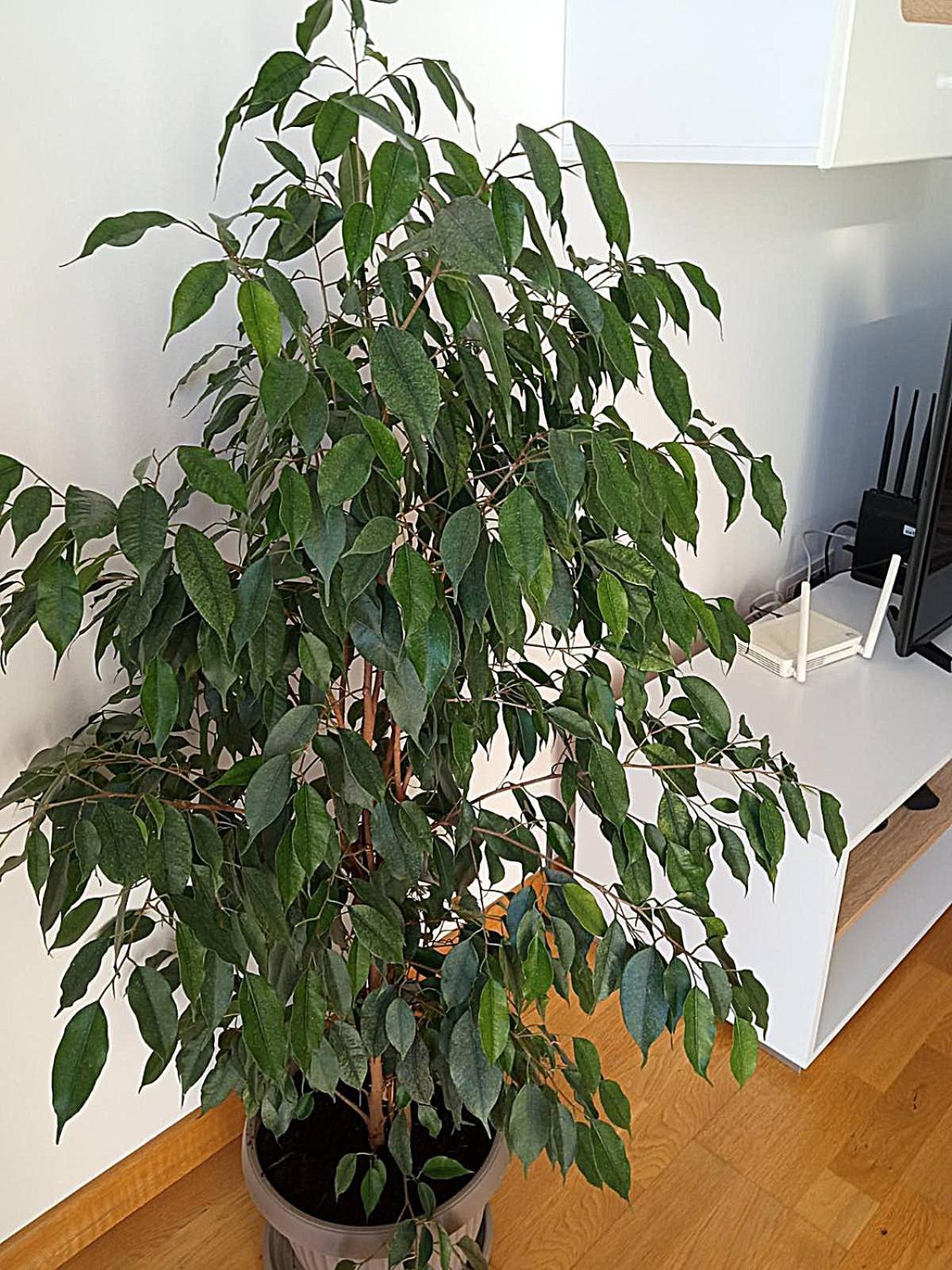 Renta Apartman 波德戈里察 外观 照片